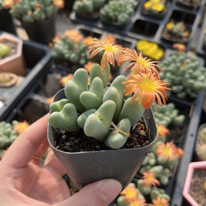 Vente à chaud Belle Vente en gros fleur intérieure Conophytum Bilobum Neroli Conophytum Plantes succulentes