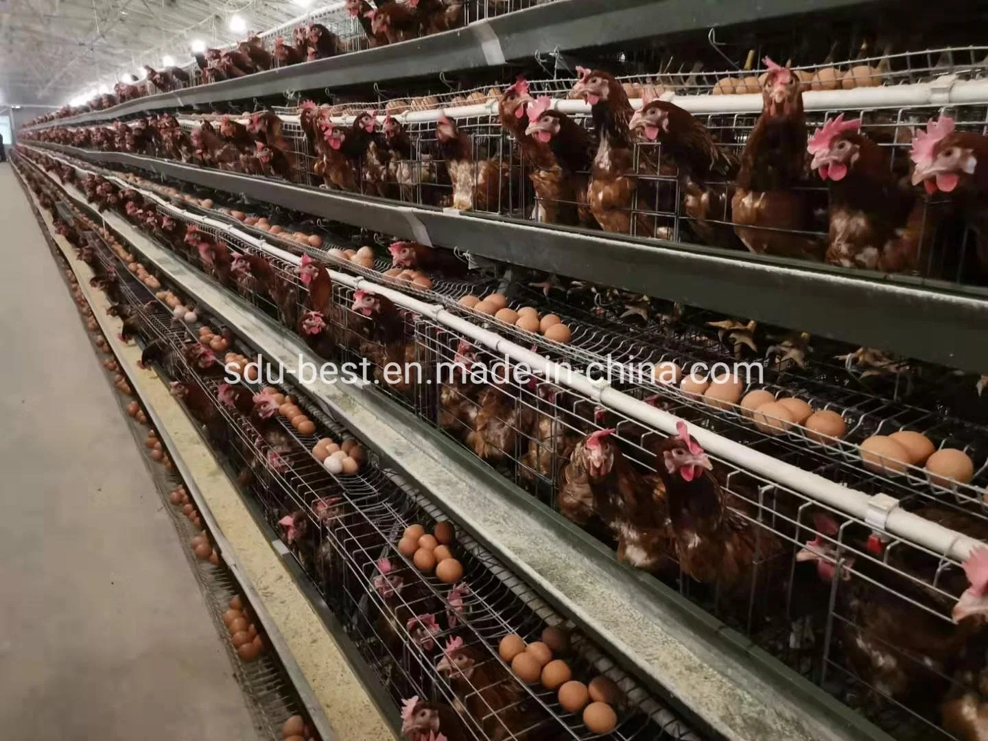 Automatic Poultry Farming Cage System for Layer and Broiler