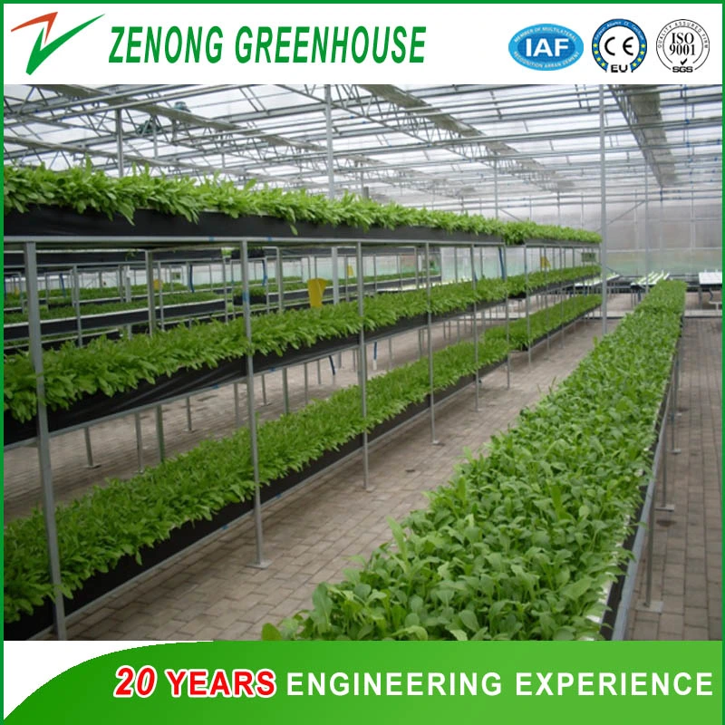 Modern Style Multi-Span PC/Glass/Film Greenhouse for Tomato /Cucumber / Strawberry Hydroponic Growing