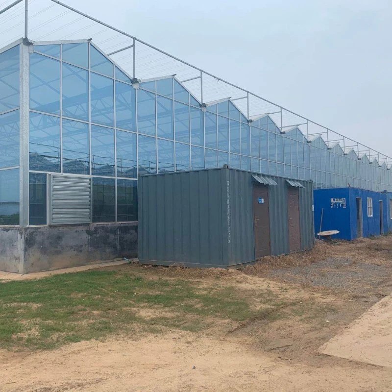Customized Hot Galvanized Steel Pipe Structure Multispan Glass Green House with Seedbed for Strawberry/Flowers/Vegetables