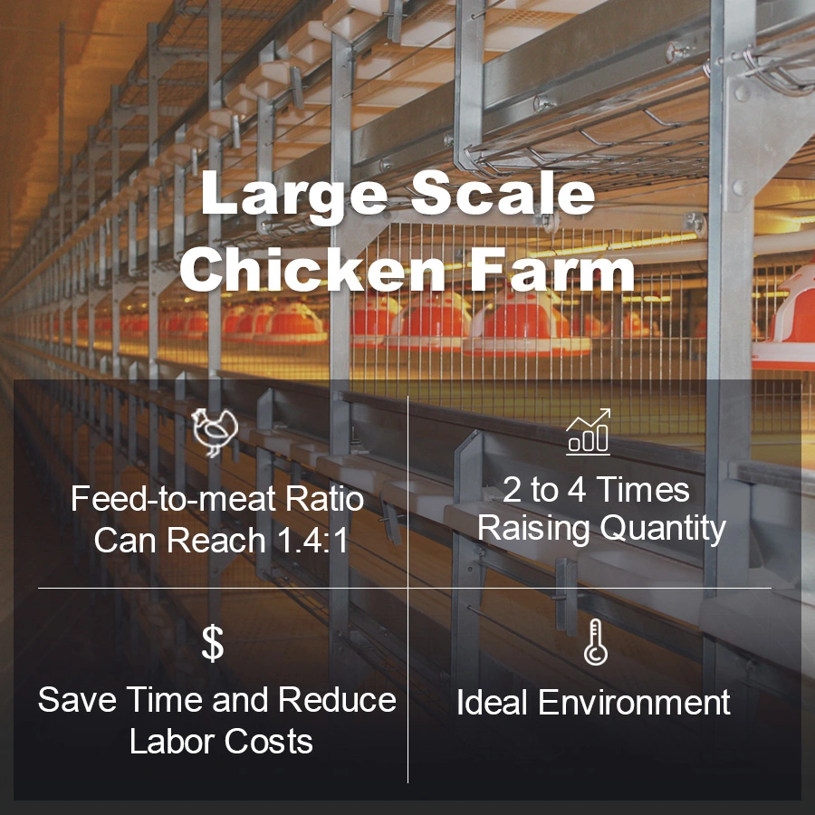 Machine automatique de volaille Système d'alimentation d'équipement de ferme avicole de poulet de type H en Ouzbékistan.