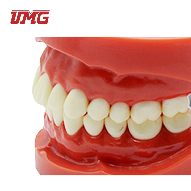 Top Selling Removable Standard Dentition Model