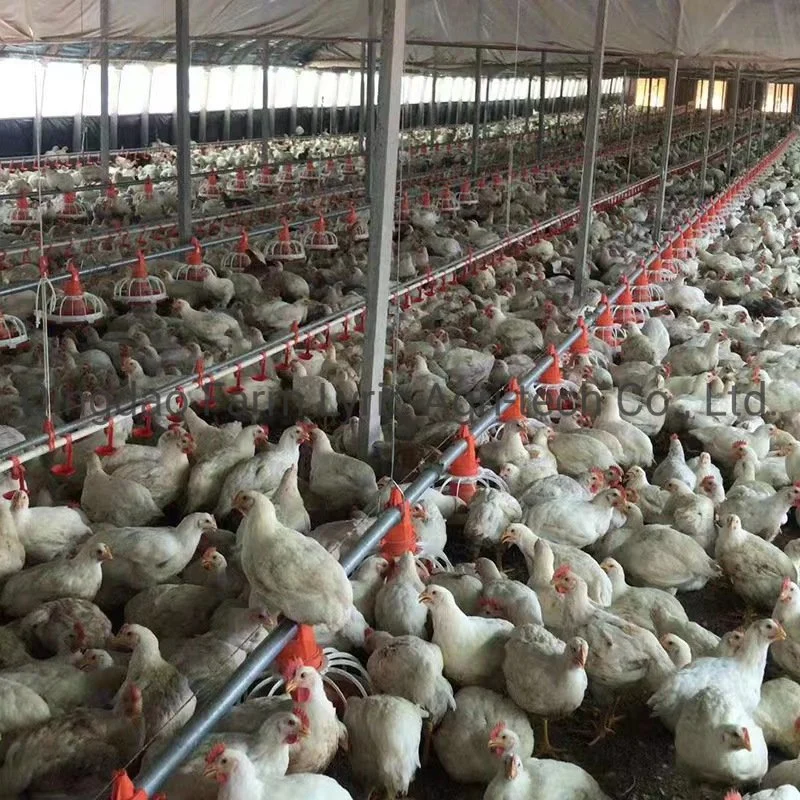 Équipement d'alimentation pour l'élevage de poulets de chair.