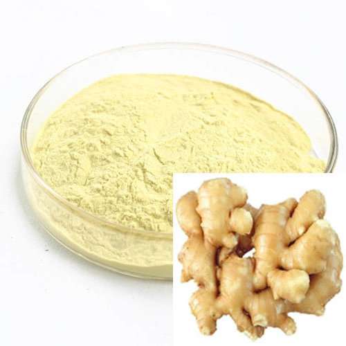 Plant Extract Ginger Extract Gingerols Effective for Blood Circulation