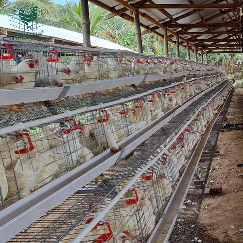 Galvanizado en caliente un tipo de Tier 3 5000 6000 10000 gallina ponedora de aves de la casa de la capa de jaulas de pollo de granja avícola en Etiopía