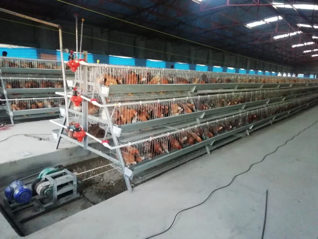 Poultry Farm Husbandry Equipment Automatic Egg Collection System Laying Chicken Cage