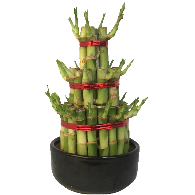 Wholesale/Supplier Spiral Lucky Bamboo Live Plant Indoor and Outdoor Decoration Bonsai Bamboo Plant Hotsale