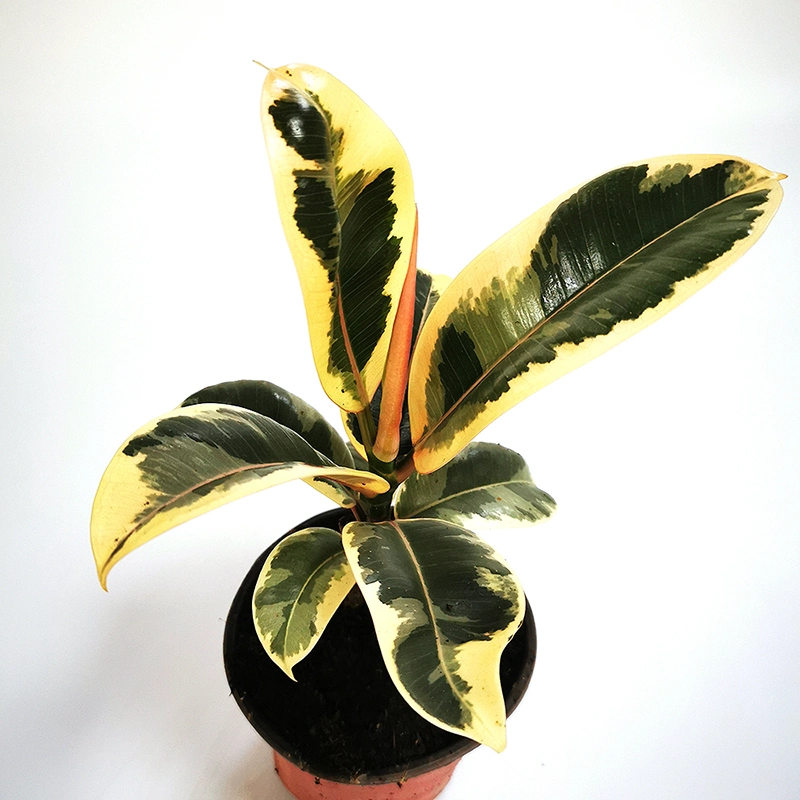 Wholesale/Supplier Live Plants Ficus Ruby Variegated Tree Bonsai