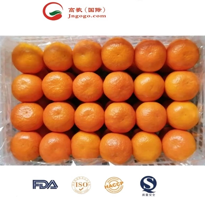 Fresh Mandarin and Super Quality Mandarin Wogan Mandarin