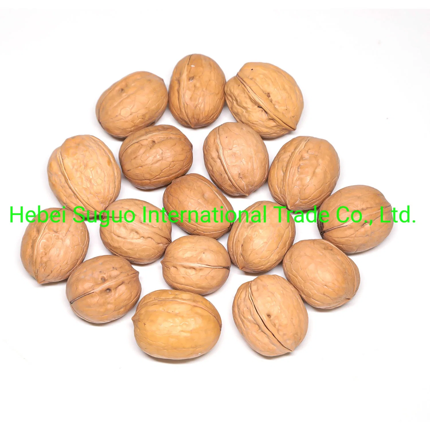 Chinese 185 33 Xiner Xinfeng Walnut and Walnut Kernels