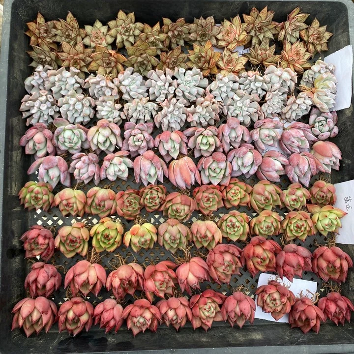 Dudu Popular Wholesale/Supplier Indoor Brilliant Red Heart Echeveria Natural Live Succulent