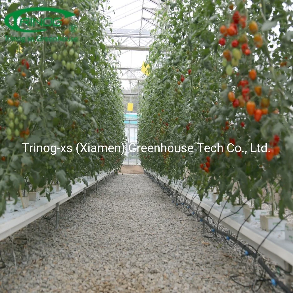 Commercial farm turnkey project glass green house for cherry tomato