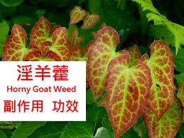 100% Natural Epimedium Extract Icariin Horny Goat Weed Extract for Sex Man