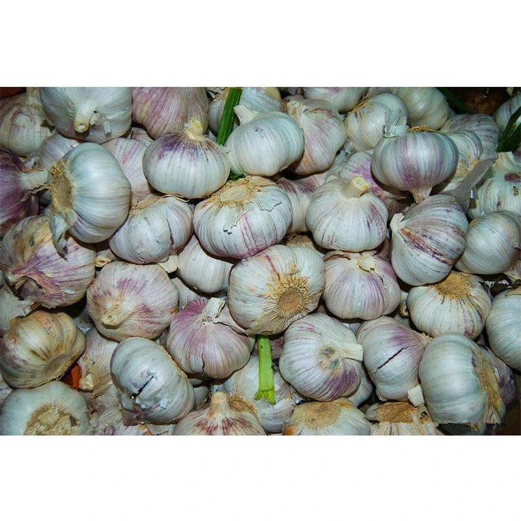 Fresh Solo Garlic From China