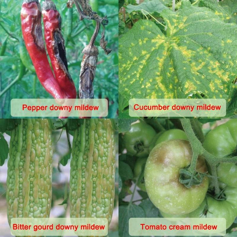 Fungicide Picoxystrobin 95%Tc, 70%Wdg, 50%Wdg, 22.5%Sc