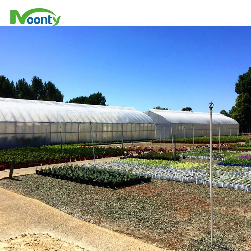 Agricultural Roof Ventilation Plastic Film Greenhouse with Hydroponics System