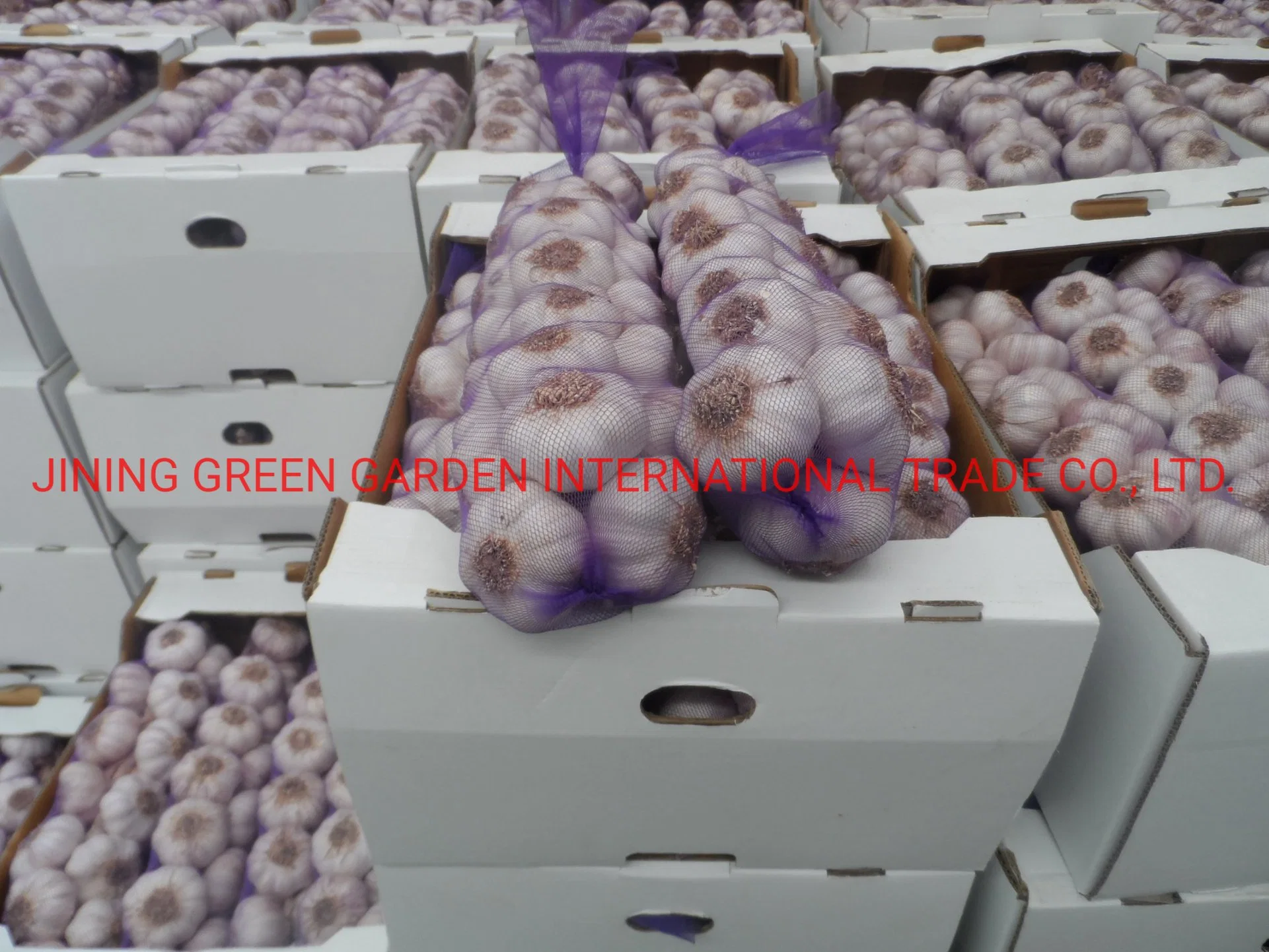 No.1 Top Quality Good Quality High quality/High cost performance  Cheap Price China Fresh White Garlic Normal White Snow White Pure White Vary Packing,4.5,5.0,5.5,6.0,6.5 and up Size,