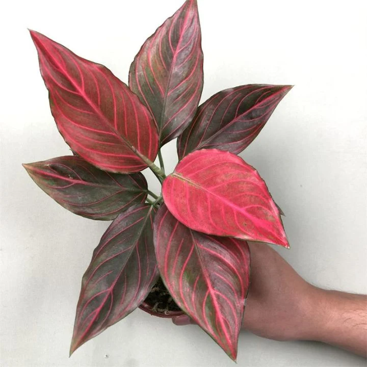 Mayorista/Proveedor de plantas reales Aglaonema vena roja