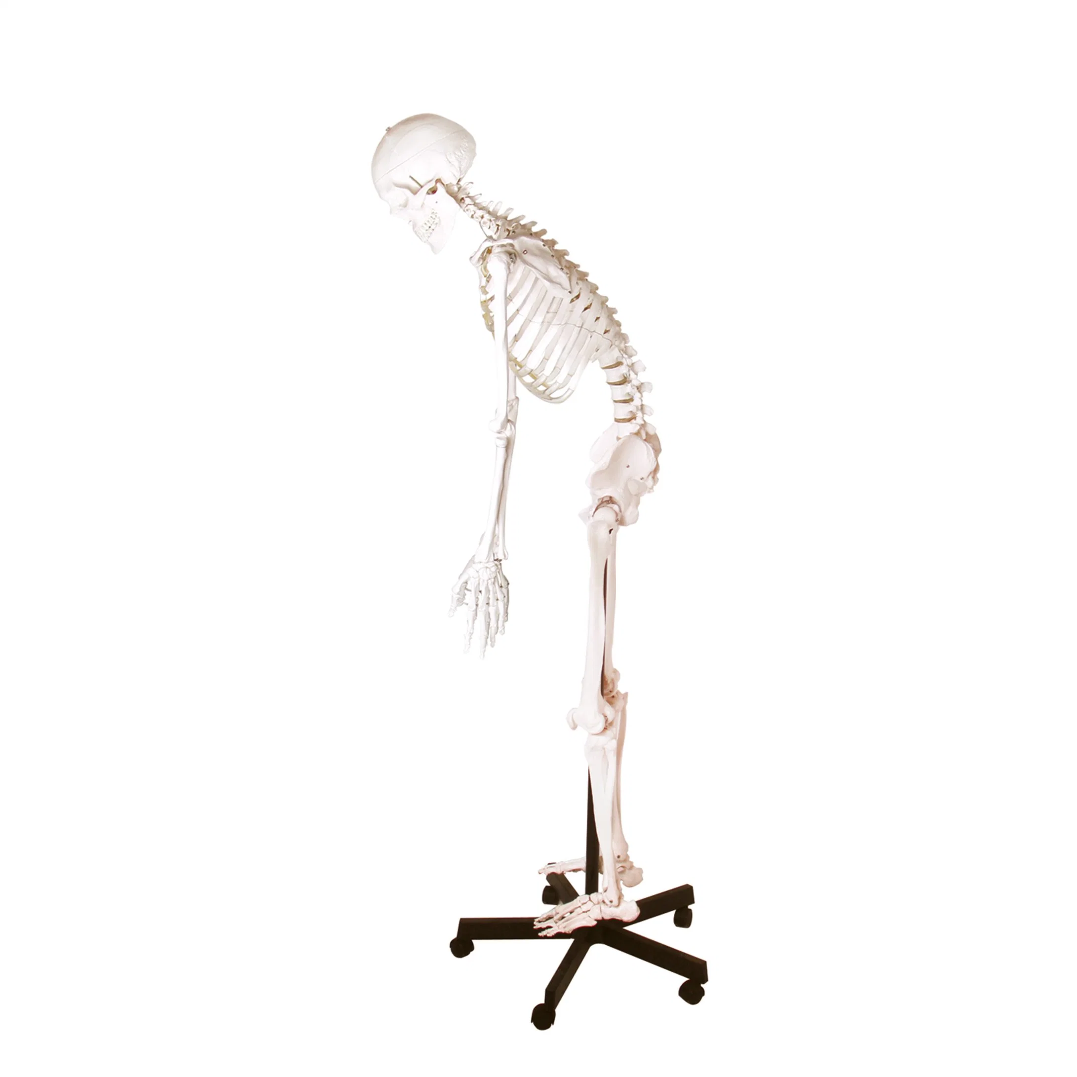 Medical Teaching Models Anatomical Human Teaching Flexible Skeleton with Natural Size of PVC