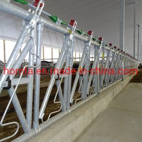 Cattle Cow Galvanized Headlock for Livestock