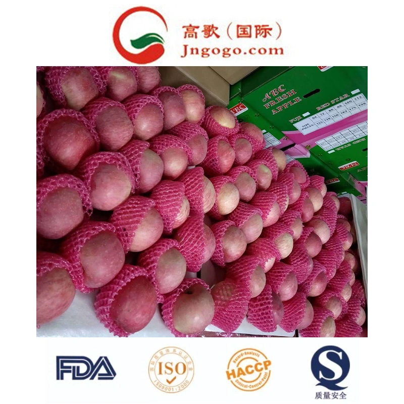 (SQC-PEO) Competitive Price and Quality FUJI Apple