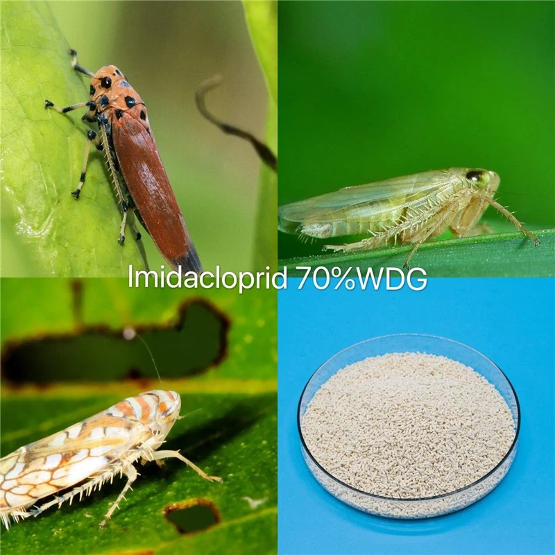 Grânulos de cor branca pesticida	imidaclopride 70% Wdg Bom Preço