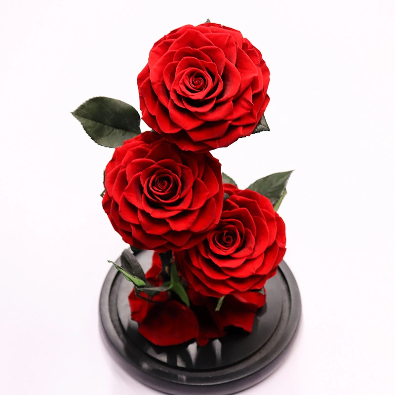Fleur de rose conservée de haute qualité, rose naturelle non artificielle, meilleur cadeau et souvenir pour la Saint-Valentin