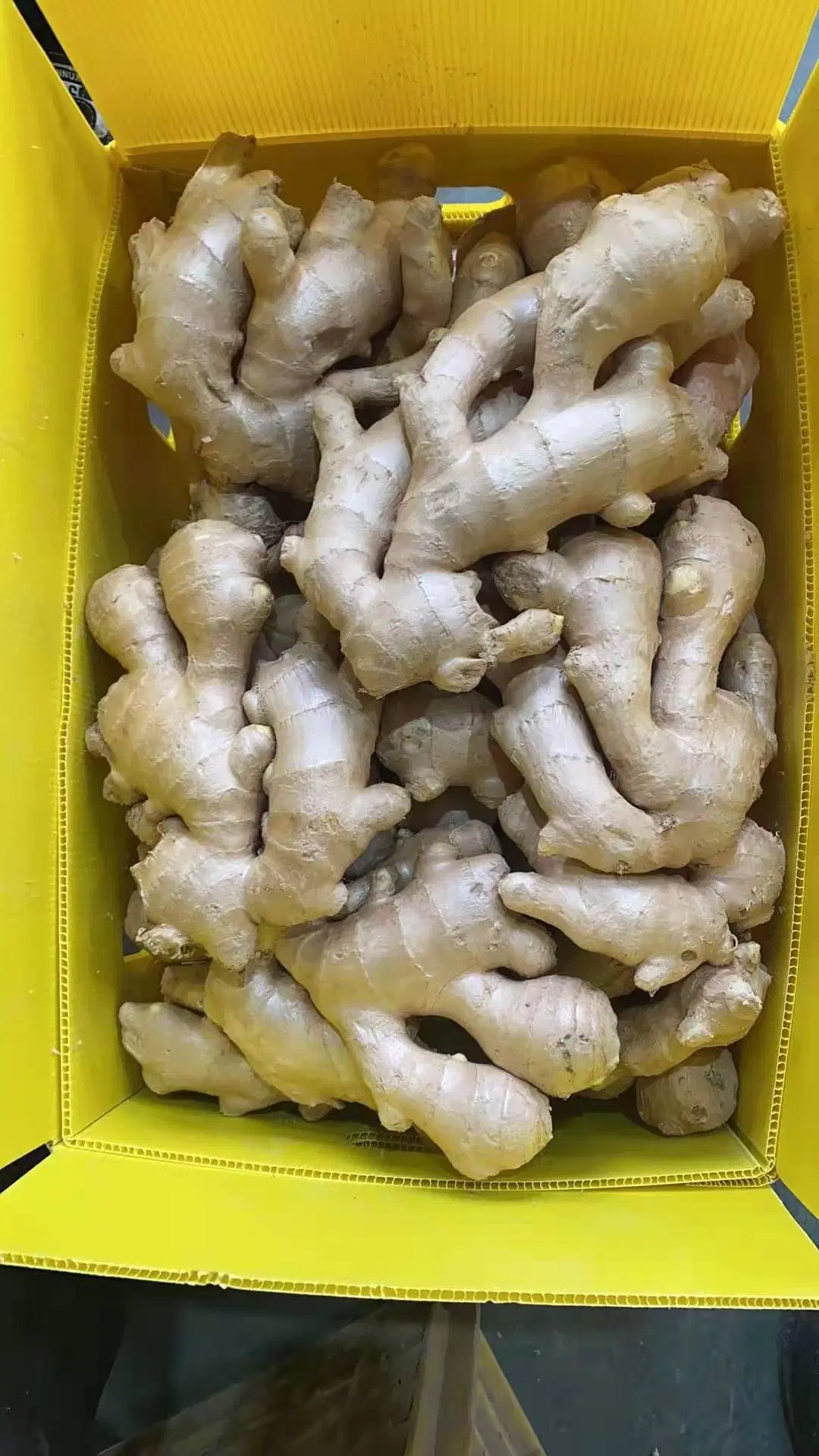 2022 New Crop Air Dry Ginger for Export