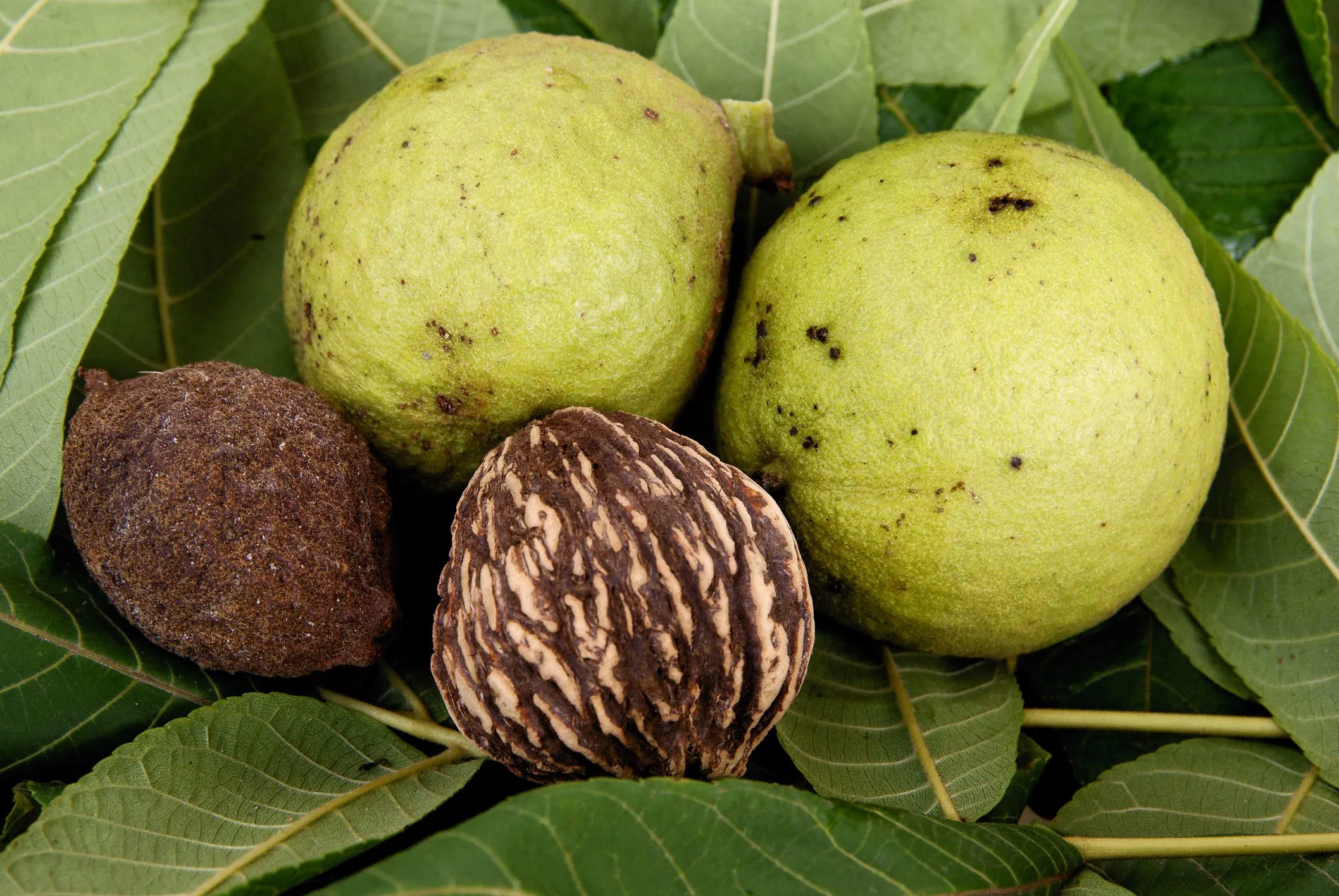 High quality/High cost performance 4: 1~20: 1 Walnut Leaf Extract &Juglans Regia Extract