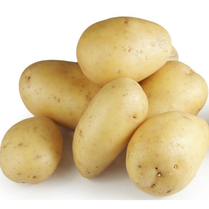 Export Atlantic Fresh Potato Prices From Chinese Supplier