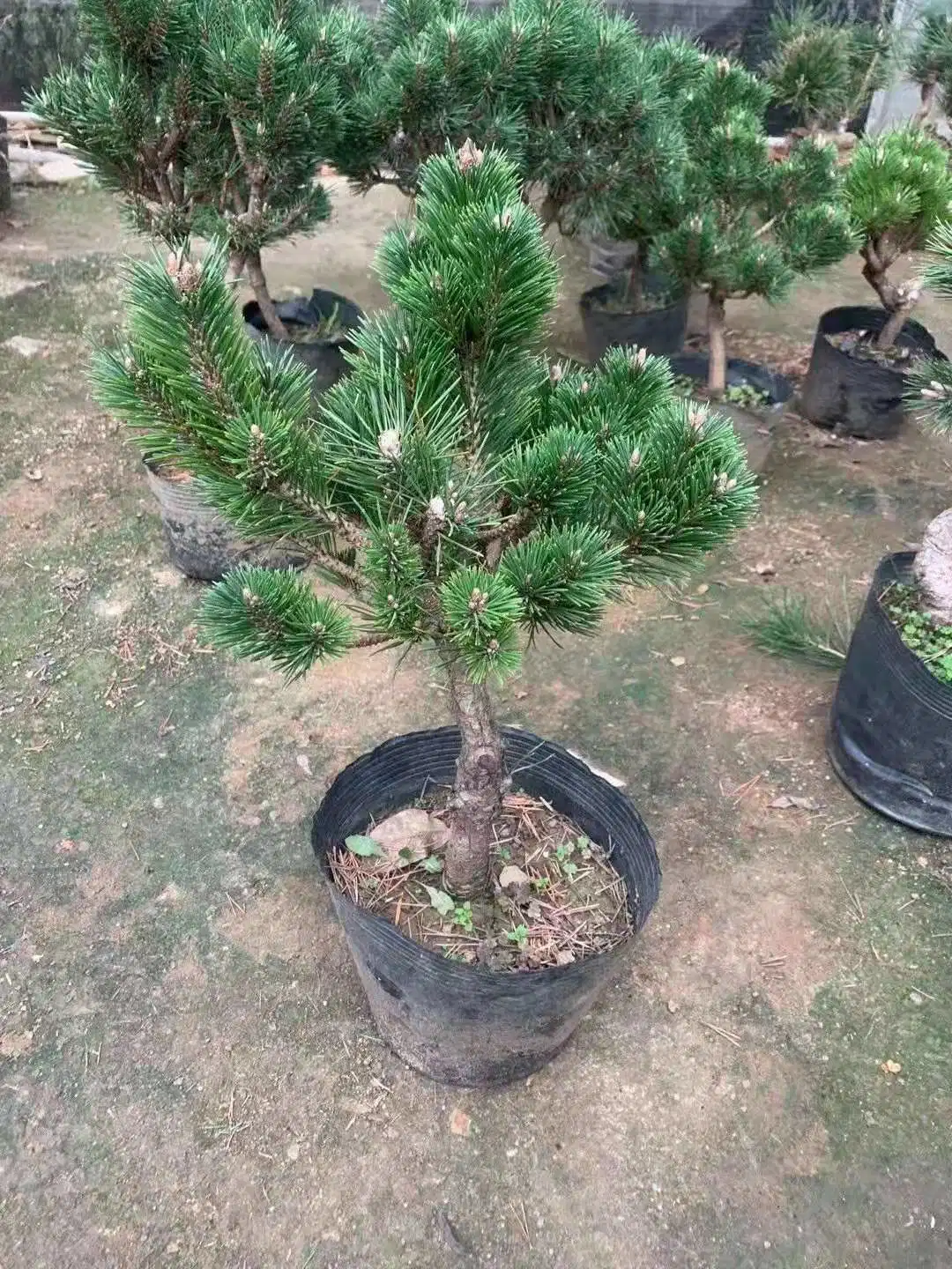 Реальные растения Pinus Thunbergii сосны черного цвета