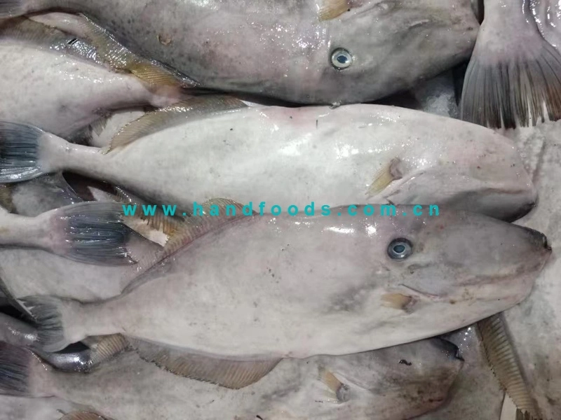 Top Quality Wild Sea Catch Fish of Cleaned Leather Jacket with Food Grade Plasctic Bag