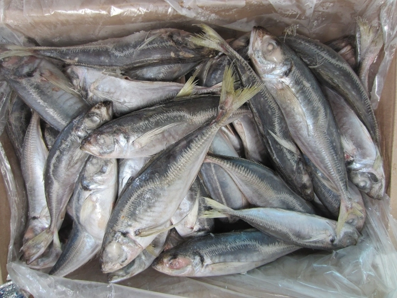 Land Frozen Horse Mackerel 22cm+ Suit for Angola Market