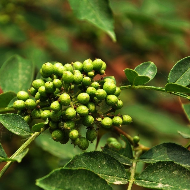 Bio Green Sichuan Pfeffer chinesische Gewürze OEM-Marke mit FDA Zertifizierung