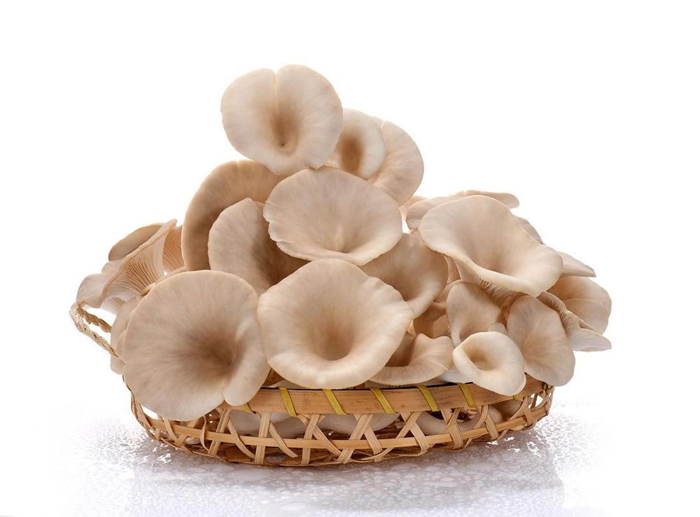 Green Vegetable Food Pleurotus Geesteranus Oyster Mushroom