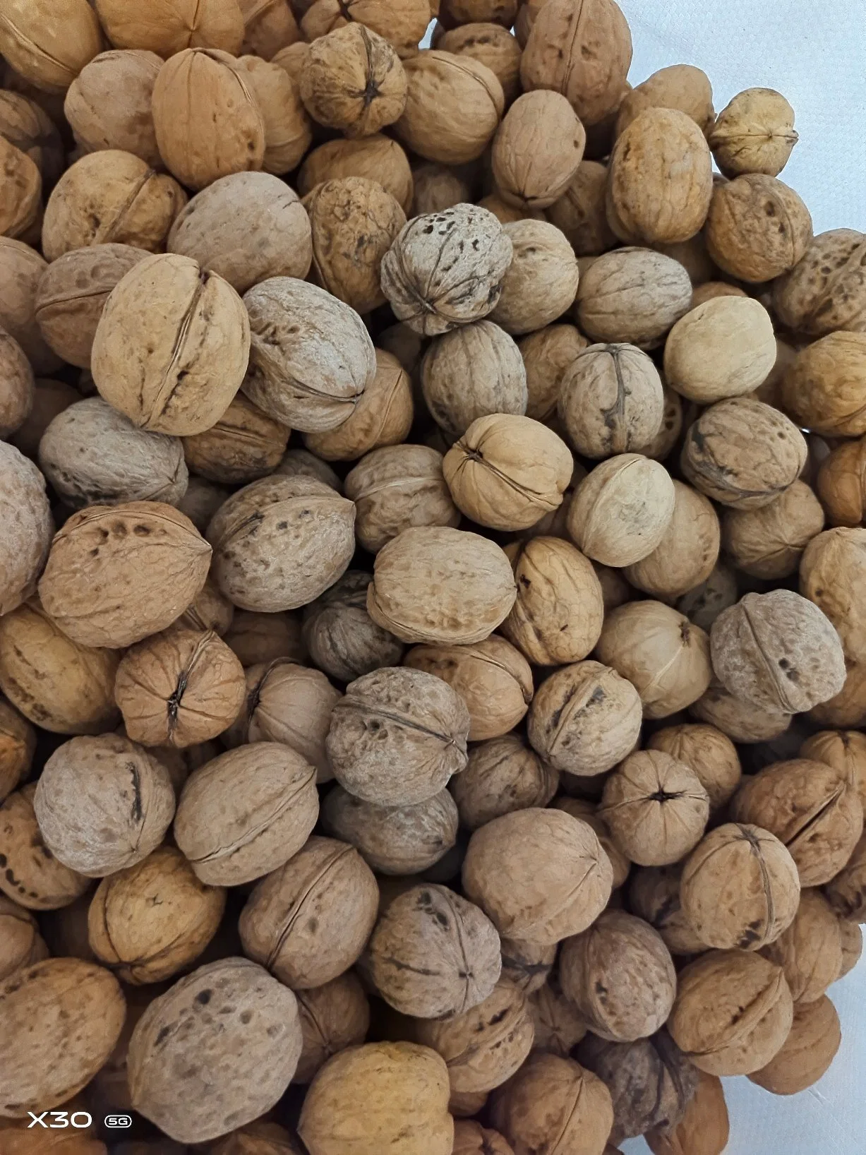 Xinjiang Aksu 185 Walnut Inshell Original Factory Wholesale/Supplier