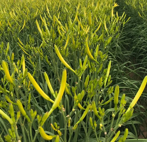 Herbes séchées Huang Hua Cai herbes chinoises naturelles pour Daylily Nourriture