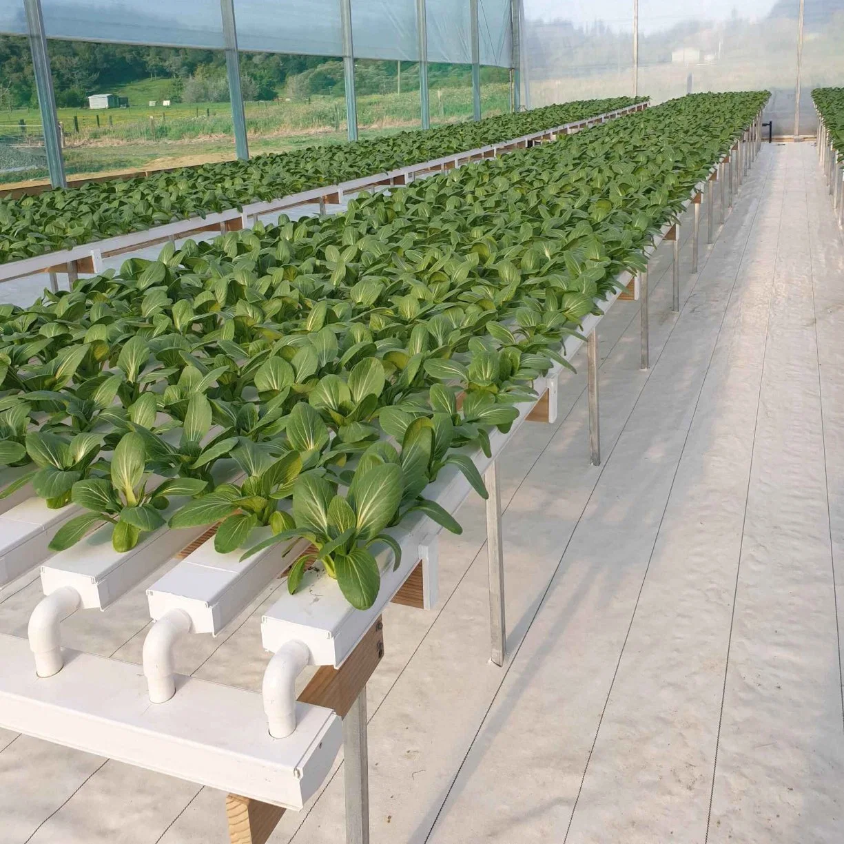 Invernadero hidropónico Nft interiores Vertical Sistema de canales para verduras