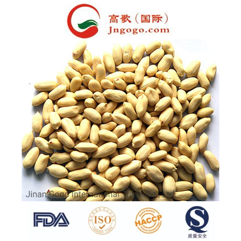 أعلى جودة/New Crop Shandong Peanut Kernel Peanut في شل