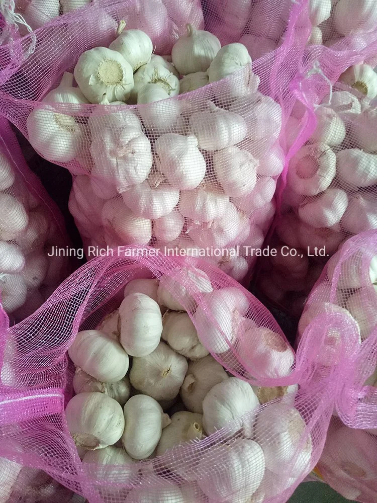 New Crop China Fresh Garlic Seeds Put in Mesh Bag