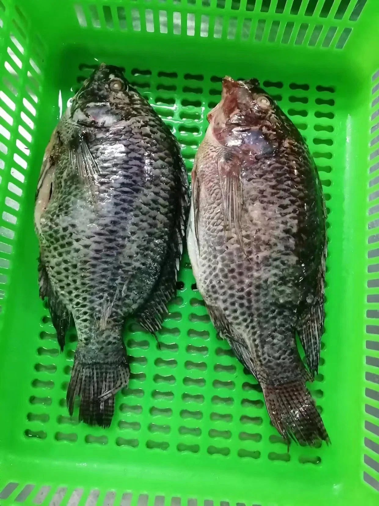 Frozen Tilapia Whole Round/Frozen Tilapia Fillet/Frozen Seafo