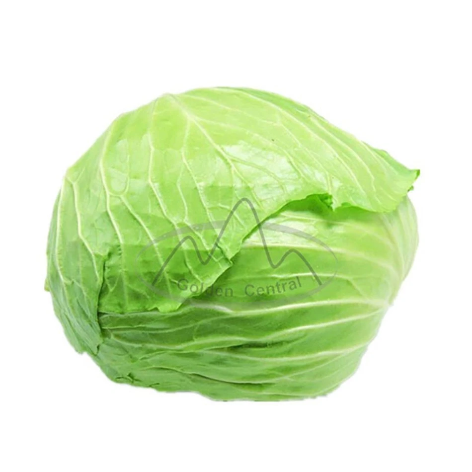 Delicious Green Organic Fresh Cabbage Export From China