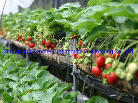 Elevated Strawberry Planting System for Greenhouse