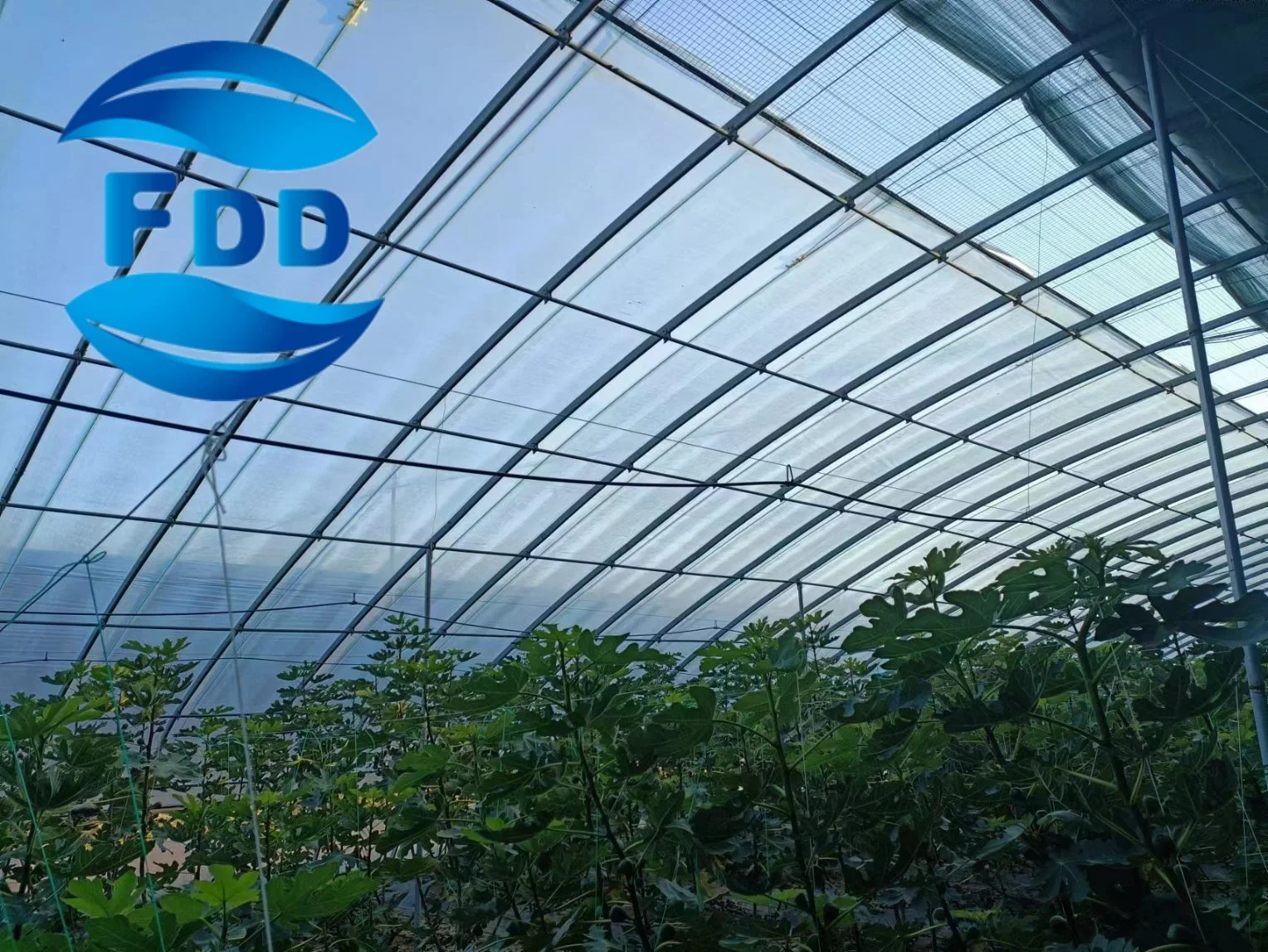 FDD High Strength Commercial Agricultural Single/Muti-Soan Greenhouse Tomato Plastic Film for Sale