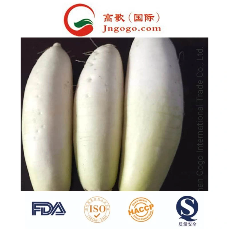 Top Quality New Crop Fresh White Radish Fresh Green Vegetables