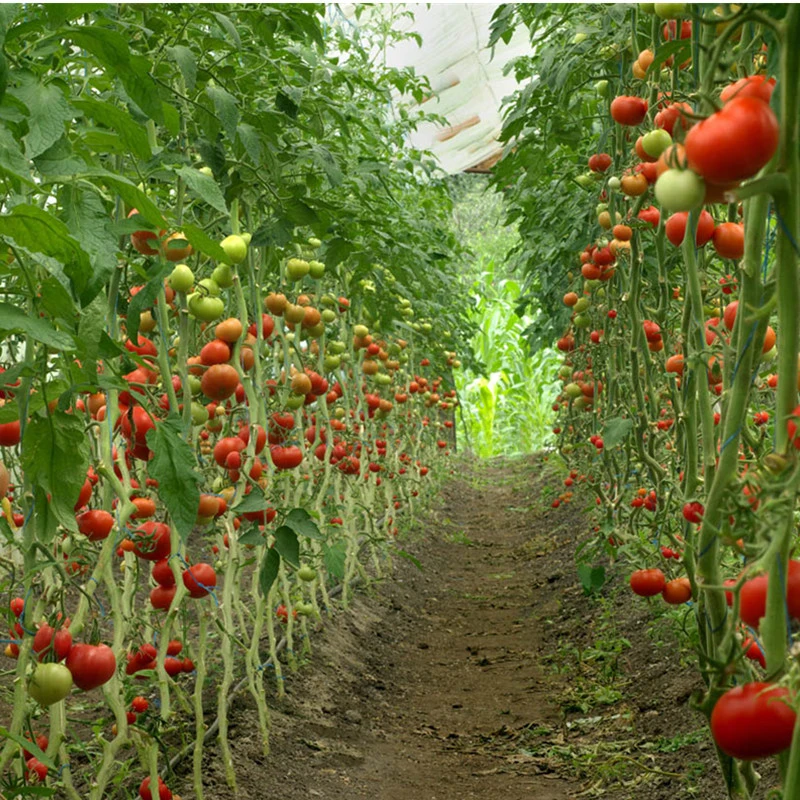 Flower and Vegetable Greenhouses with Single-Span Film