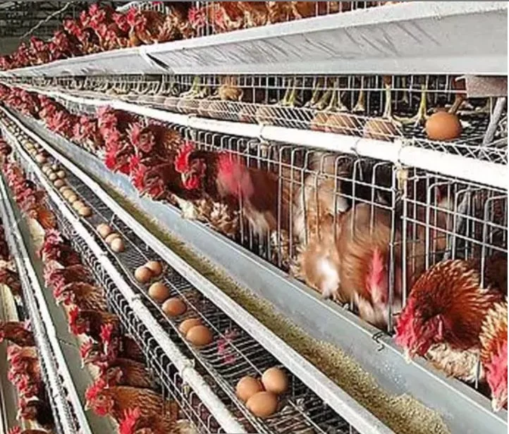 a Type Battery Layer Chicken Cages Automatic Egg Poultry Farming Equipment System Egg Chicken Cage Battery Chicken Cage Chicken Layer Battery Cage