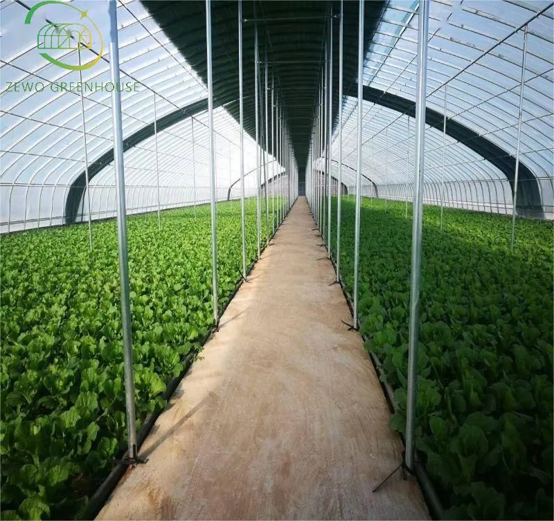 زراعة الخضار الصينية في Hoop House على مساحة واحدة من الأرض الزراعية للبيع الساخن