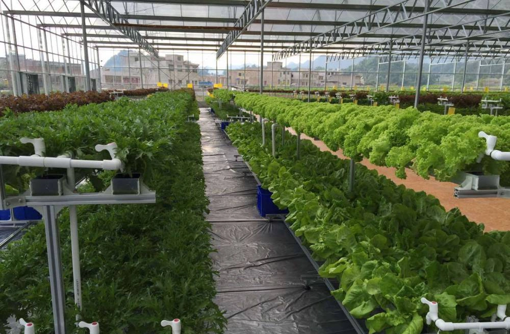 Agriculture/Commercial Multi Span Tough Film Glass Green House for Vegetable/Flower/Fruits with Automatic Irrigation System/Fan/Boiler