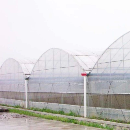 Commercial Plastic Film Greenhouse for Tomatoes and Strawberry